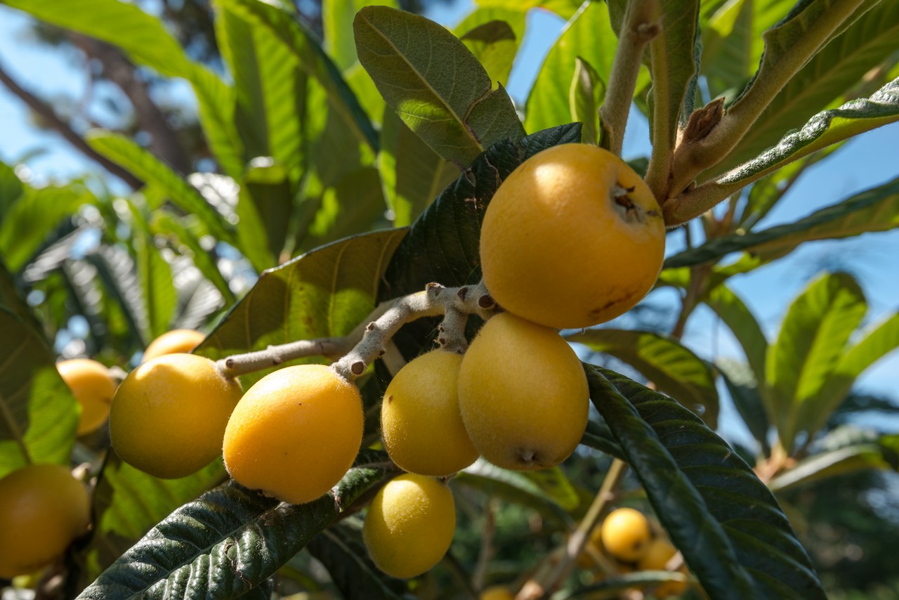 More than 30 Fruit Trees